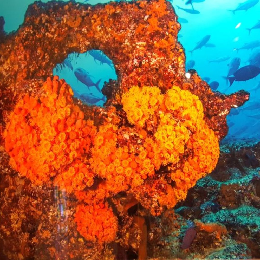 ORANGE CORRAL ~ 8" X 10" Photography